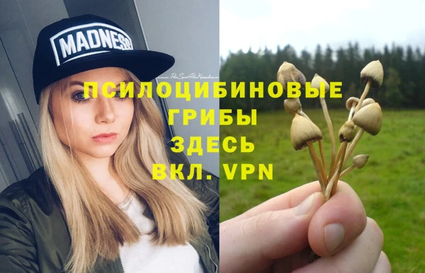 прущие грибы Абинск