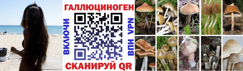 Галлюциногенные грибы Psilocybe  Красавино 